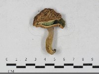 登錄號:F0033562藏品圖，第3張