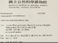 毛木耳藏品圖，第2張