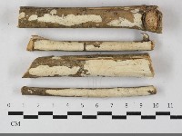 毛木耳藏品圖，第1張