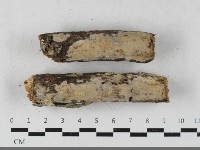 齒耳菌屬藏品圖，第1張