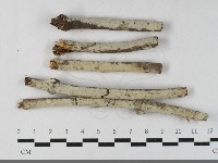 登錄號:F0033573藏品圖，第1張