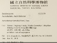 毛木耳藏品圖，第2張