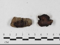 毛木耳藏品圖，第1張