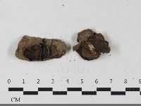 毛木耳藏品圖，第3張