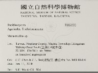 微皮傘屬藏品圖，第2張