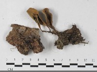 登錄號:F0033584藏品圖，第3張