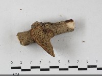 登錄號:F0033585藏品圖，第3張