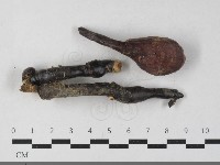 靈芝屬藏品圖，第1張