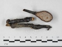 靈芝屬藏品圖，第3張