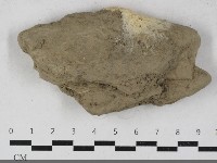 硬孔菌屬藏品圖，第1張