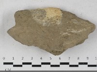 硬孔菌屬藏品圖，第3張