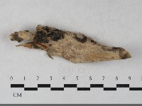 登錄號:F0033590藏品圖，第1張