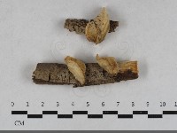 登錄號:F0033592藏品圖，第1張