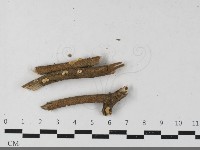 登錄號:F0033593藏品圖，第1張