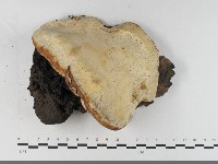 多年臥孔菌屬藏品圖，第1張