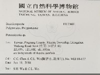 多年臥孔菌屬藏品圖，第2張