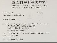 微皮傘屬藏品圖，第2張