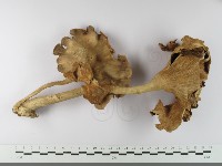 登錄號:F0033603藏品圖，第1張