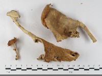 登錄號:F0033606藏品圖，第1張