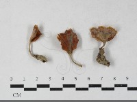 登錄號:F0033610藏品圖，第1張