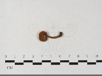 粉褶菌屬藏品圖，第3張