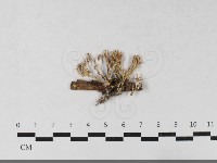 登錄號:F0033625藏品圖，第1張