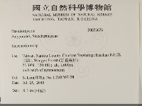 齒耳菌屬藏品圖，第2張