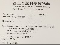 絲齒菌屬藏品圖，第2張