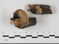 登錄號:F0033628藏品圖，第1張