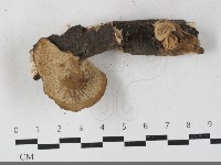 登錄號:F0033628藏品圖，第3張