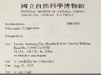 蜂窩菌屬藏品圖，第2張