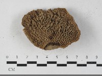 蜂窩菌屬藏品圖，第3張