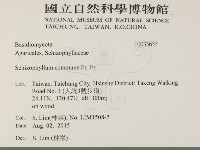 裂褶菌藏品圖，第2張