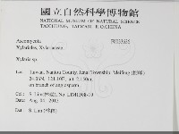 炭角菌屬藏品圖，第2張