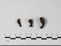 炭角菌屬藏品圖，第1張