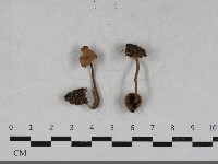 登錄號:F0033637藏品圖，第1張