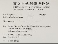 小孔菌屬藏品圖，第2張