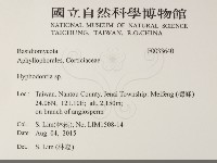 絲齒菌屬藏品圖，第2張