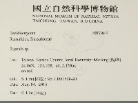 紅菇屬藏品圖，第2張