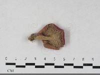 紅菇屬藏品圖，第1張