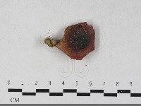 紅菇屬藏品圖，第3張