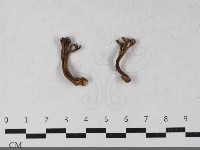 登錄號:F0033646藏品圖，第1張