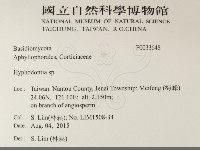 絲齒菌屬藏品圖，第2張