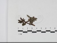 登錄號:F0033659藏品圖，第1張