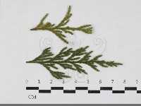 登錄號:F0033660藏品圖，第1張