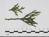 登錄號:F0033661藏品圖，第1張