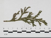 登錄號:F0033663藏品圖，第1張