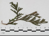 登錄號:F0033664藏品圖，第1張