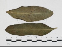 登錄號:F0033665藏品圖，第1張