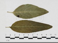 登錄號:F0033667藏品圖，第1張